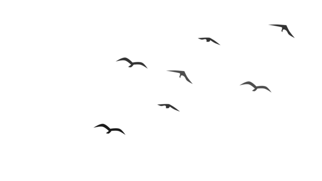 Oiseaux