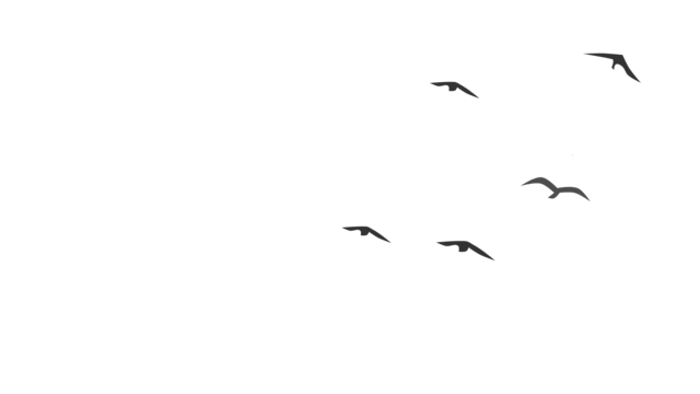 Oiseaux
